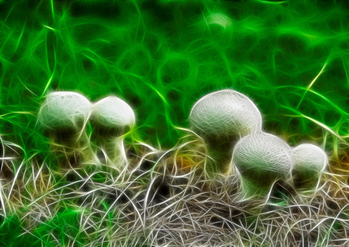 蘑菇 电脑画