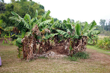版画村香蕉树
