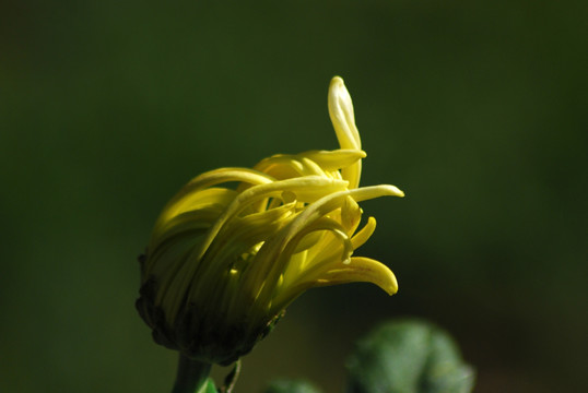 菊花 花卉 秋菊 开放 黄菊