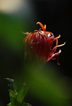 菊花 梦幻菊花 花卉 花苞