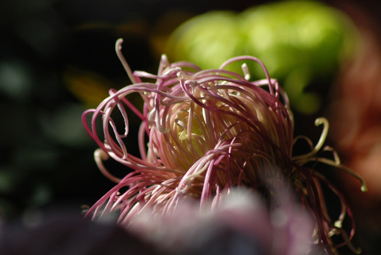 菊花 梦幻菊花 花卉 花苞