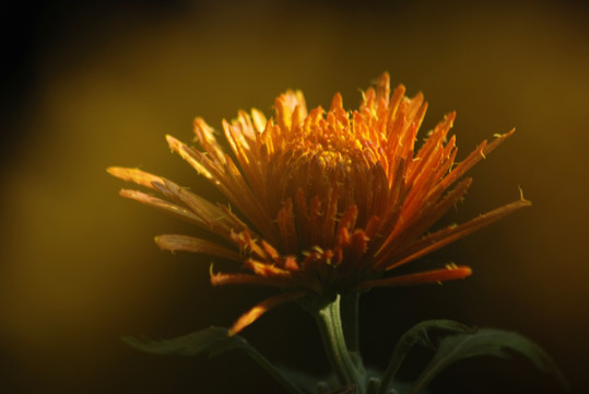 菊花 梦幻菊花 花卉 开放