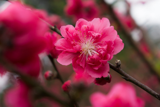 桃花