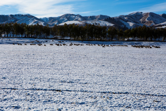 雪原牧场