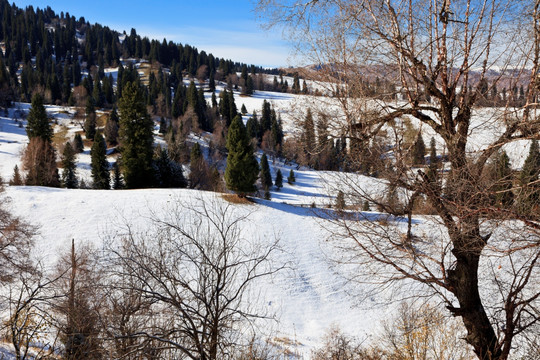 雪山森林