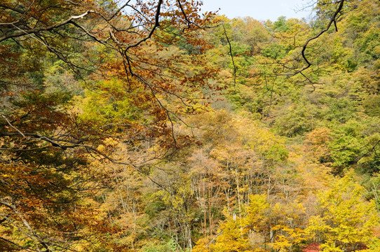 巴中南江光雾山画廊