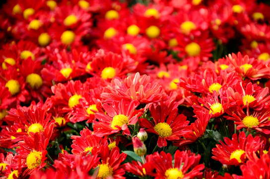 热烈绽放的红色菊花