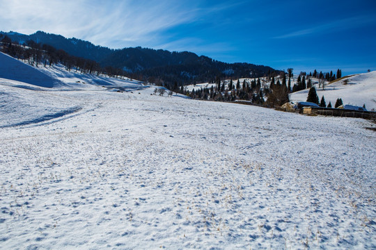 雪原森林