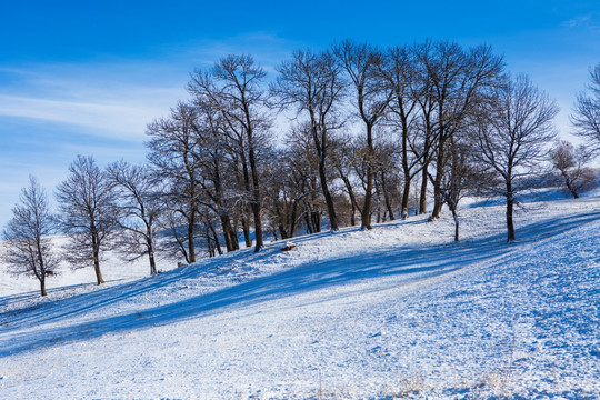 雪山树林