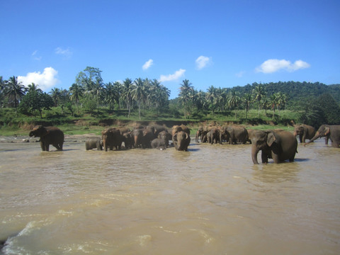 斯里兰卡大象孤儿院