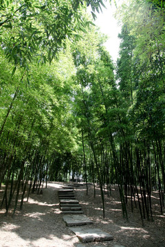 竹林中的石板路