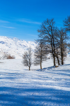 树林 雪景