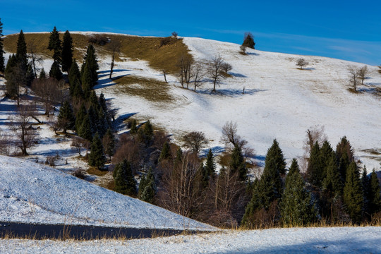 雪山树林