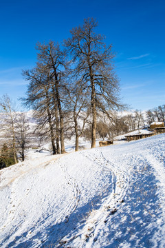 雪景
