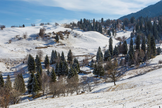 雪山 树林