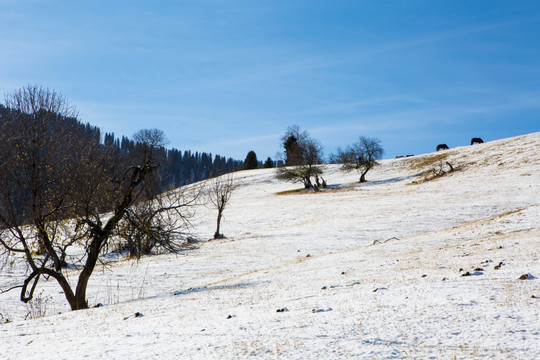 雪山