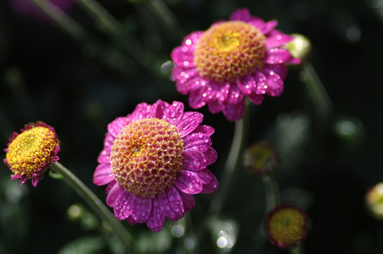 两朵菊花