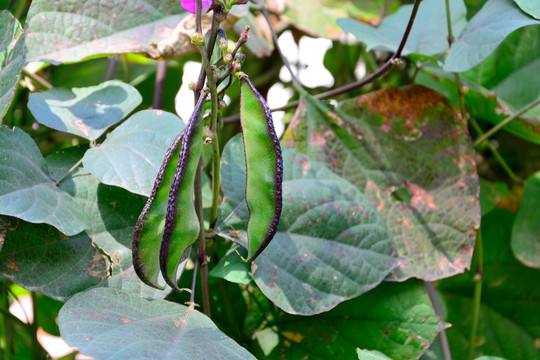 梅豆 梅豆花