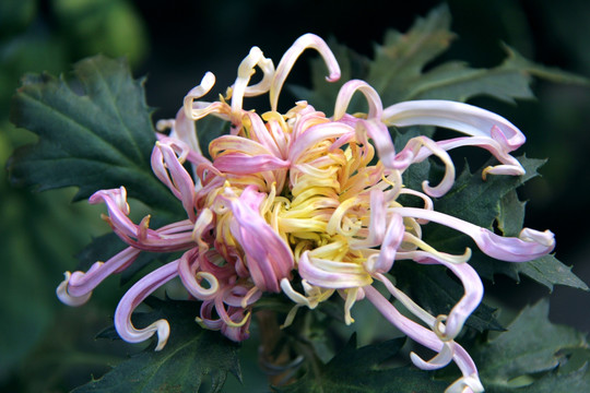 开封菊花花会 参赛菊花