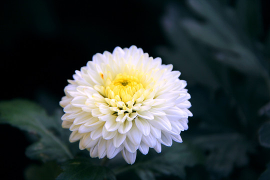 开封菊花花会 参赛菊花