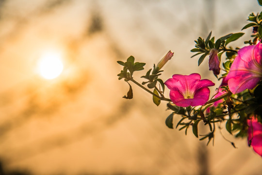 夕阳下的牵牛花