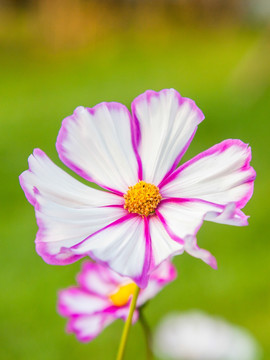 白叶紫边黄蕊菊花
