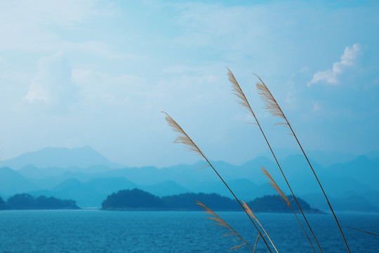 芦苇湖泊与远山蓝天