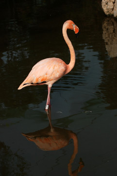 红鹳 火烈鸟 鸟类 动物 水面