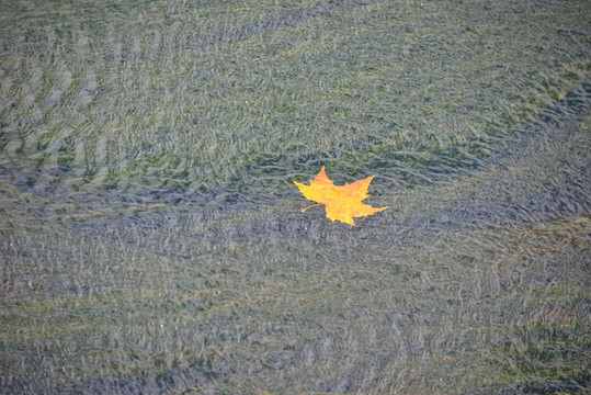 秋叶流水