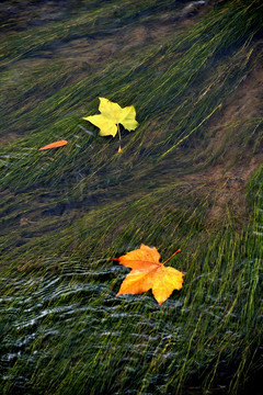 秋叶流水