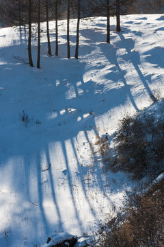 雪地树影 竖片 树干 线条