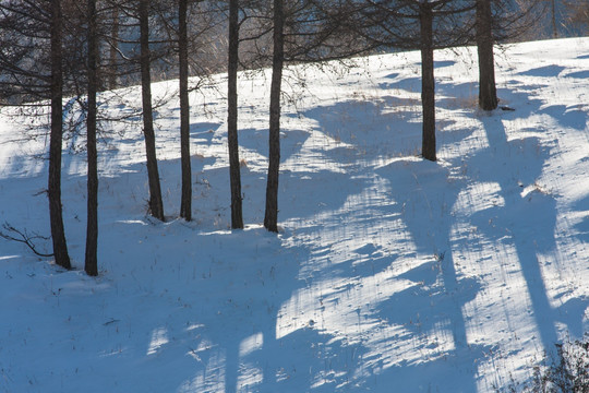雪地树影 积雪 树干 排列