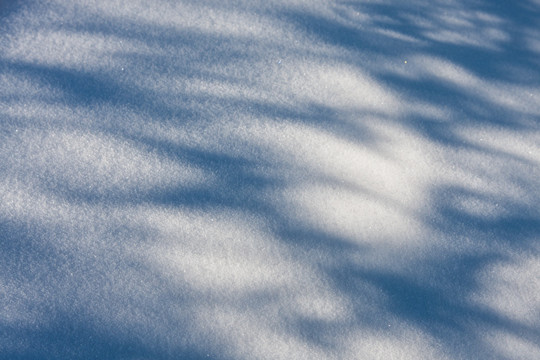 雪地树影