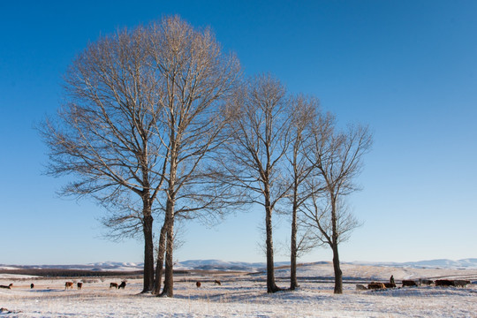 三棵树 牛群 原野 雪地