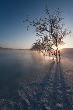 冰河日出 小树 逆光 晨雾