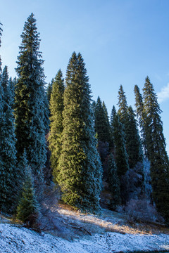 松树  森林