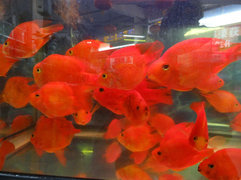 生态鱼缸 红金鱼