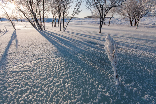 冰霜 霜花 树影 线条