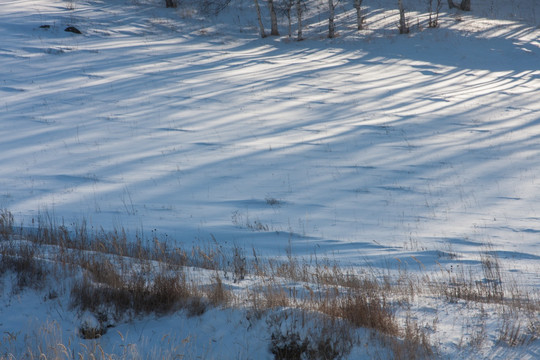 雪地树影 积雪 排列 对角线
