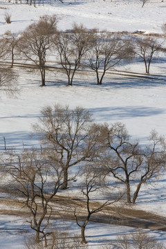 树林 原野 积雪 枯树