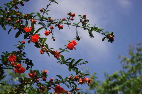 石榴花