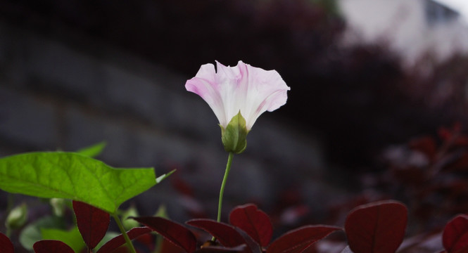 牵牛花