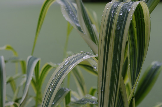 水草