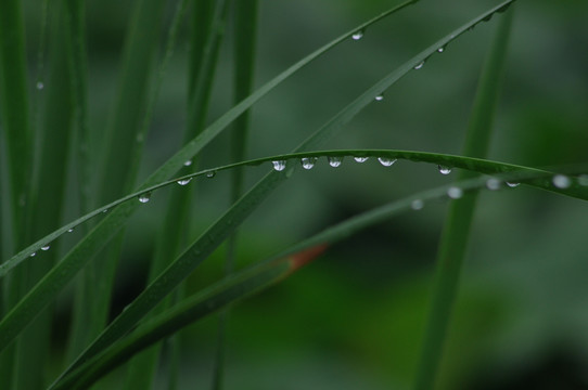 水草