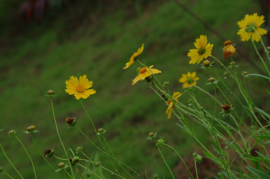 黄花