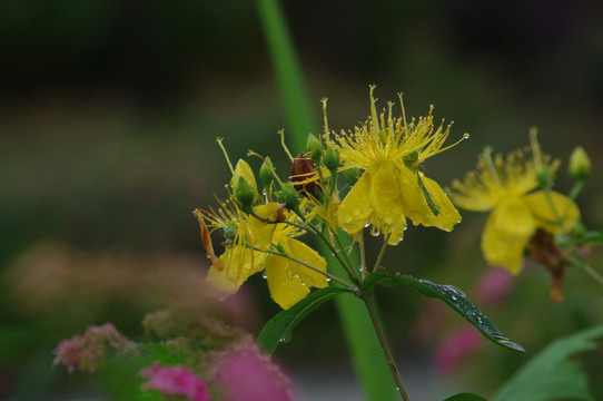 黄花