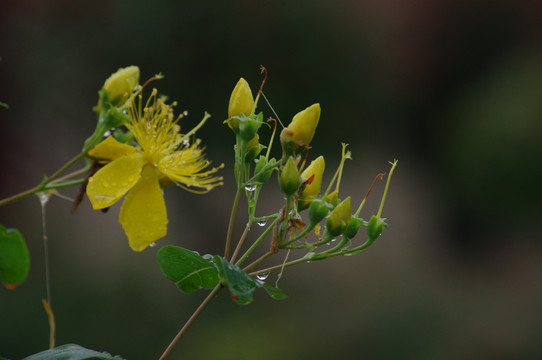 黄花