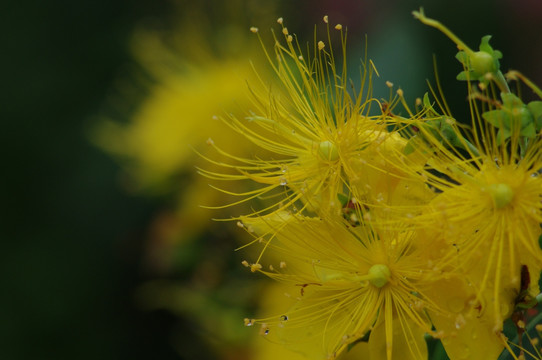 黄花
