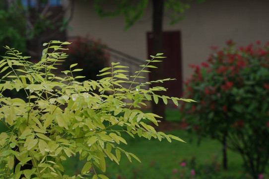 树叶