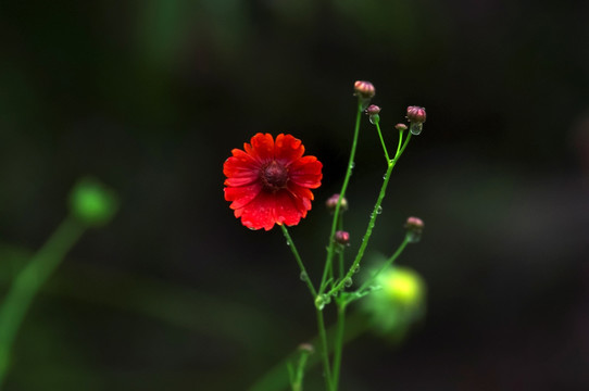 红花